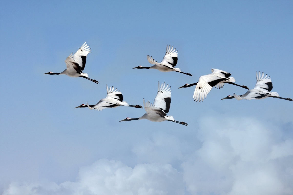 В Академии к 80-летию Победы запустили цифровой проект «Журавли сквозь времена»